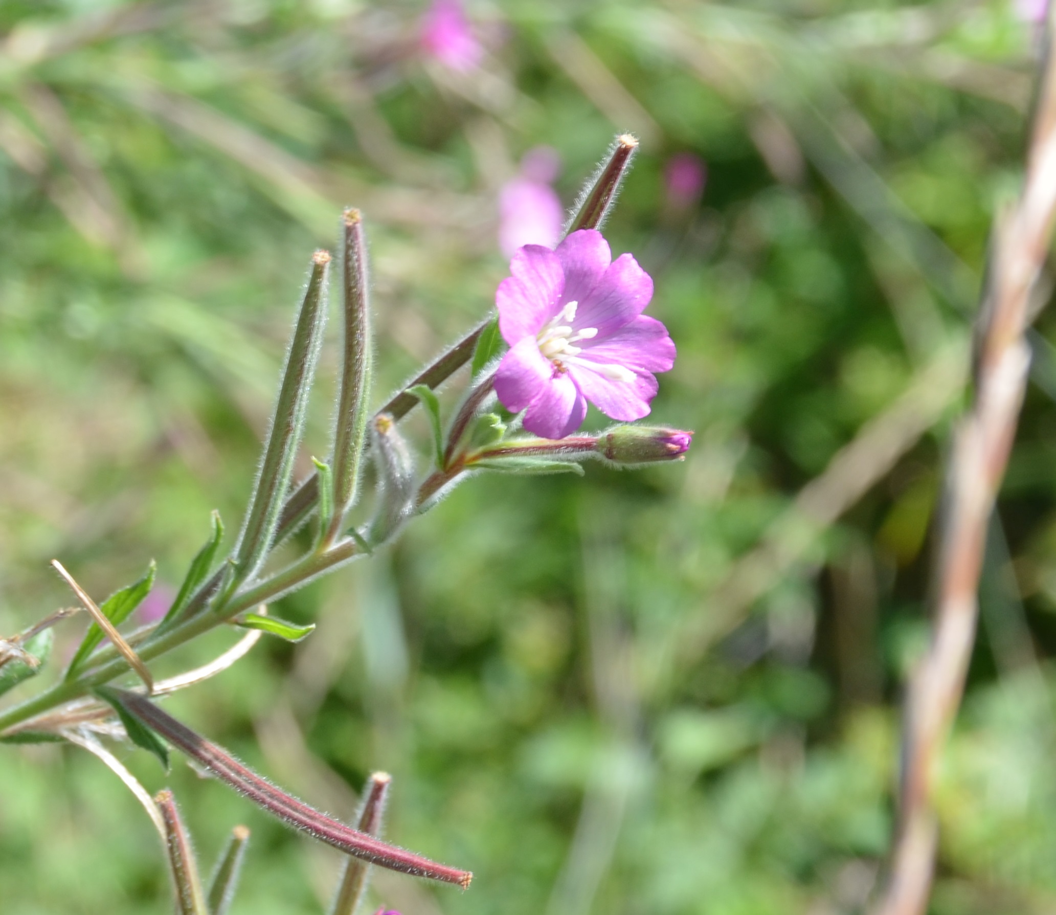 No s'ha trobat l'arxiu